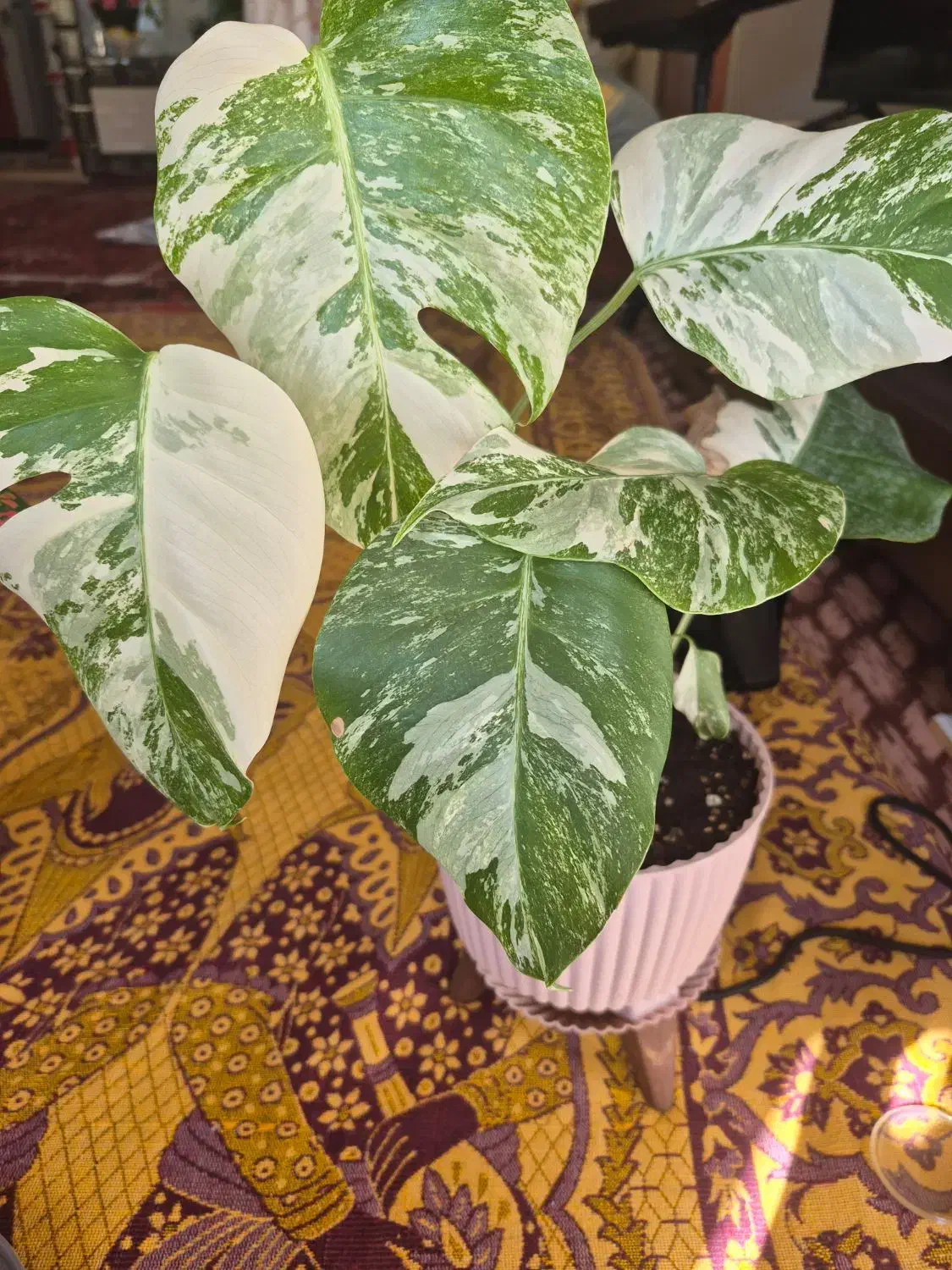 گل طبیعی|گل و گیاه طبیعی|اهر, |دیوار