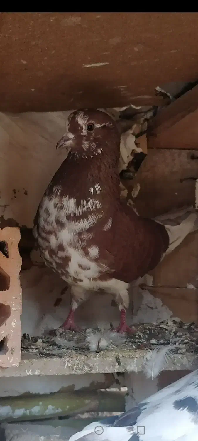 کبوتر پرشی|پرنده|فاضل آباد, |دیوار