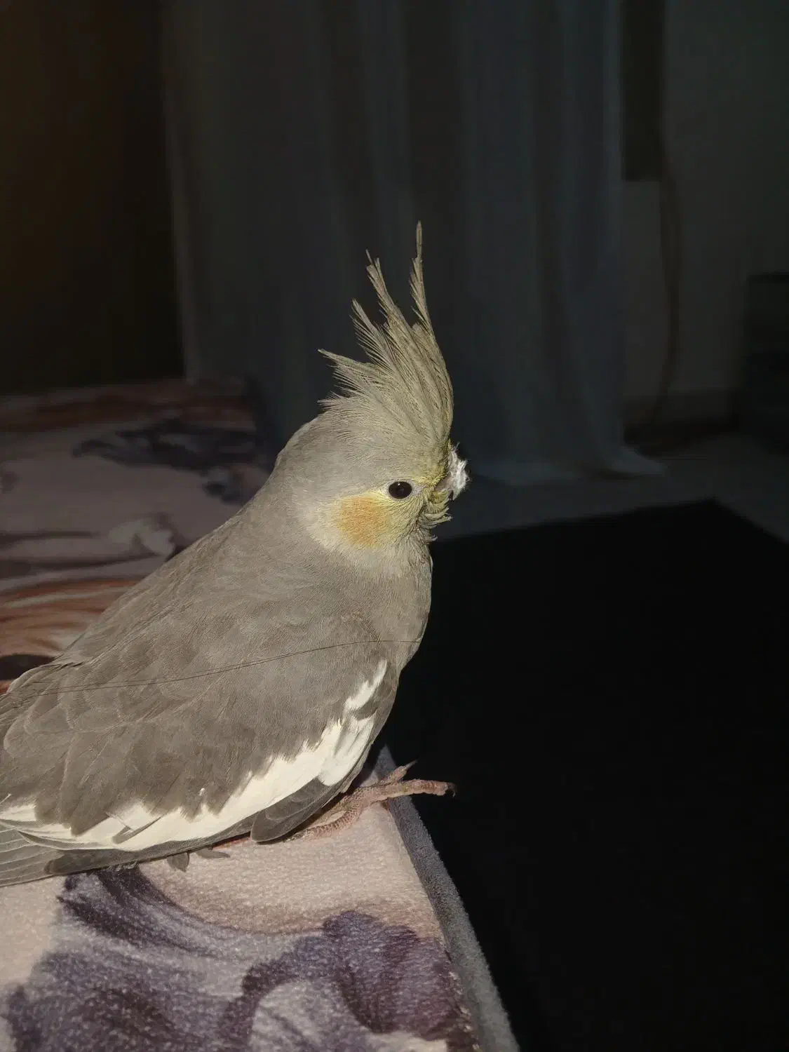 عروس هلندی|پرنده|تهران, ارامنه|دیوار