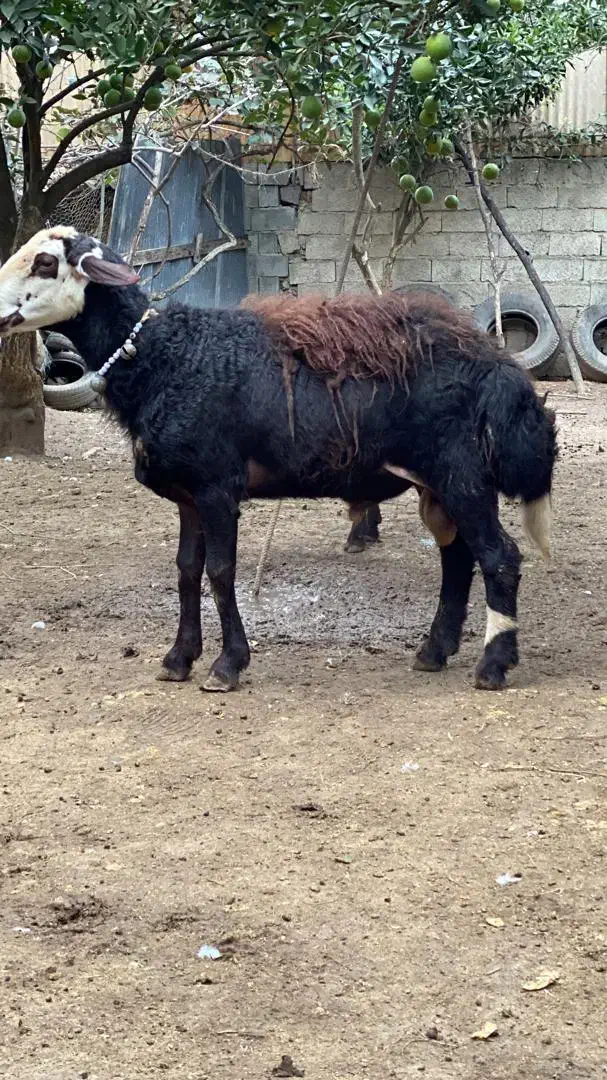 گوسفندشیشک قوچ پلنگی بروجردی لخت|حیوانات مزرعه|مرزیکلا, |دیوار