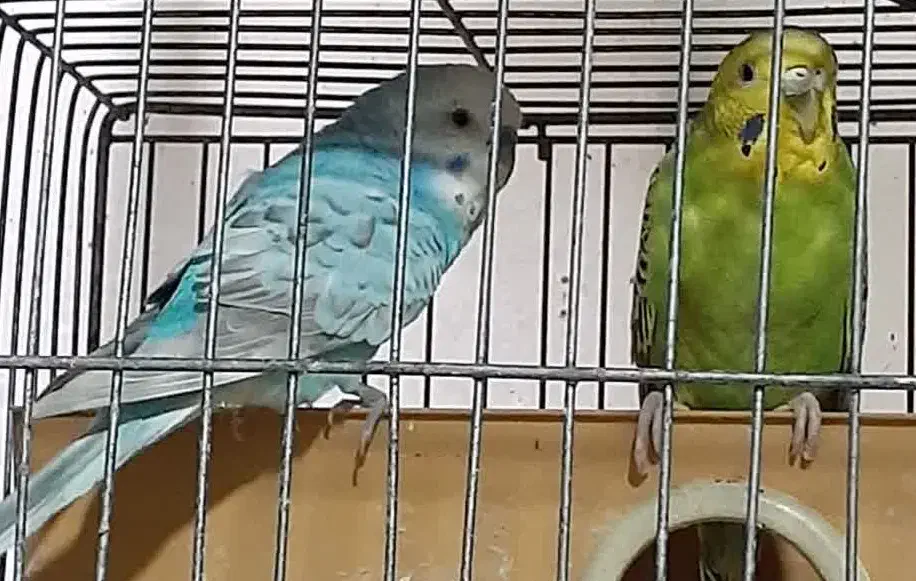 مرغ عشق|پرنده|محمدشهر, محمدشهر|دیوار