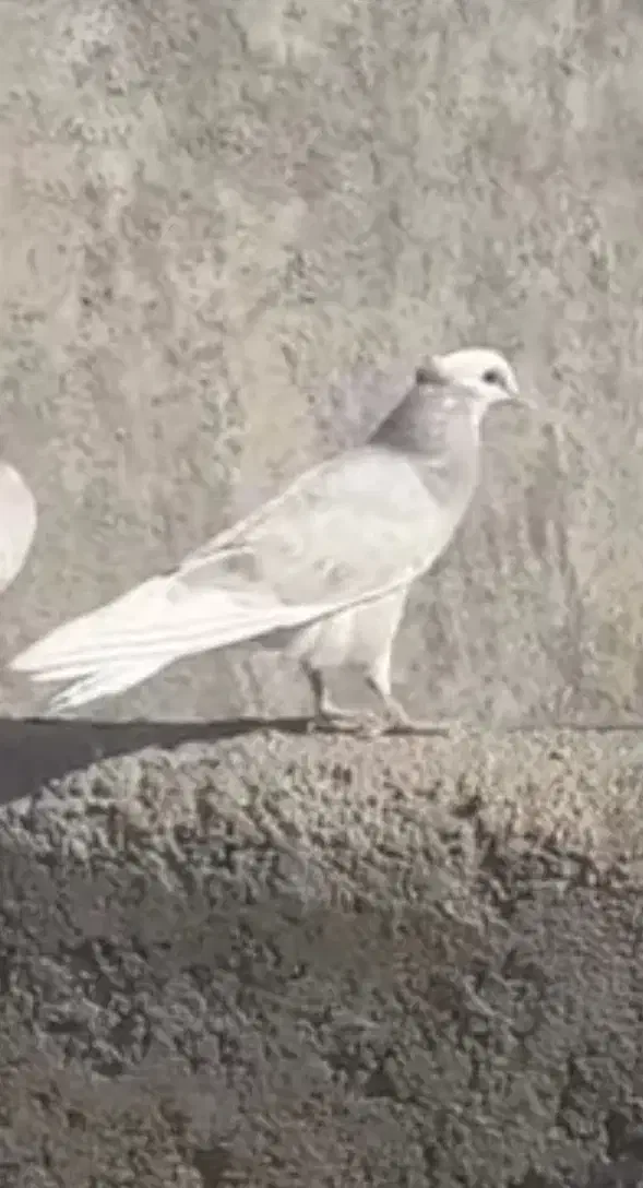 کفتر گمشده|حیوانات|ساوه, |دیوار