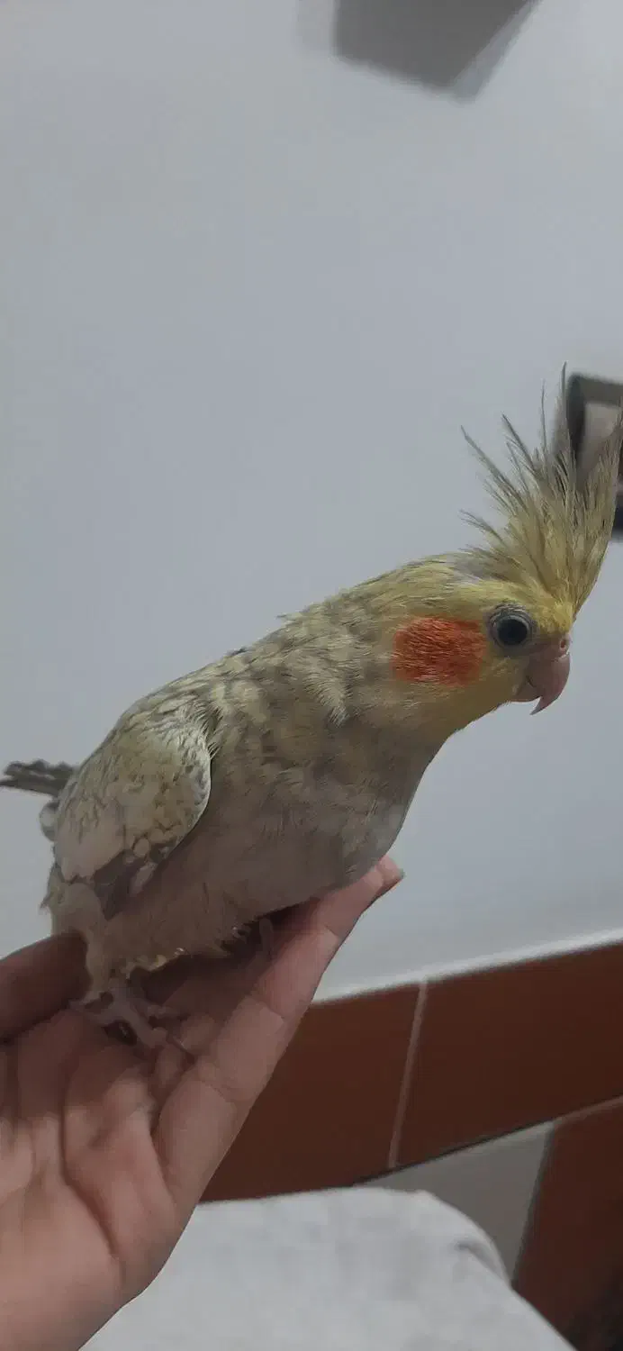 عروس هلندی|پرنده|بهشهر, |دیوار