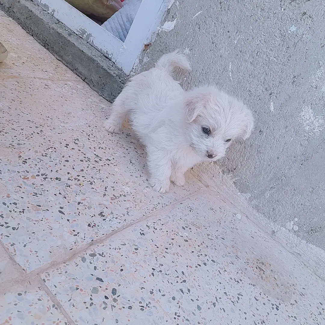 سگ پاکوتا|سگ|کبودرآهنگ, |دیوار