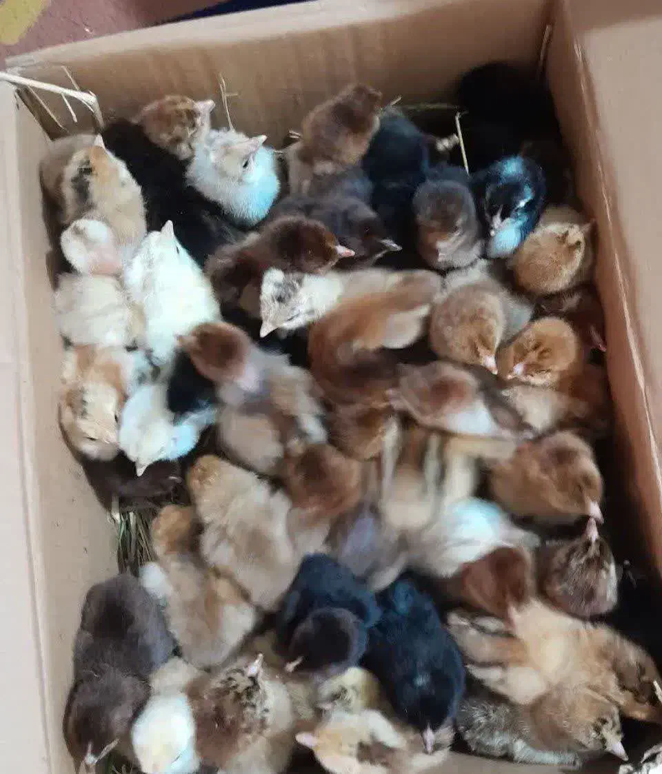 فروش مرغ خروس جوجه بوقلمون اردک غاز تخم مرغ|حیوانات مزرعه|شیرگاه, |دیوار