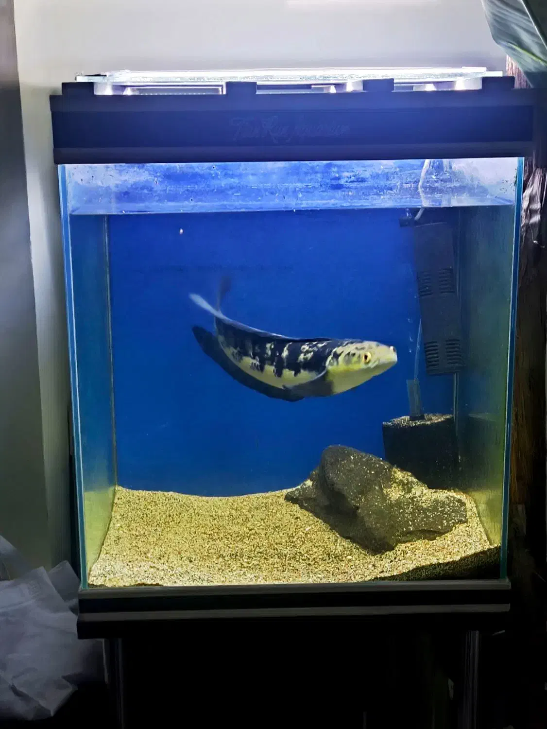 ماهی چانا یلو مارو|ماهی|بندر انزلی, پرستار|دیوار