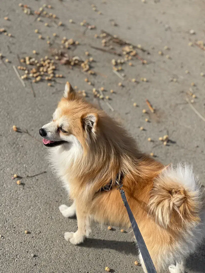 سگ گمشده|حیوانات|تهران, چیتگر جنوبی|دیوار