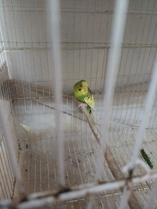 مرغ عشق|پرنده|یزد, |دیوار