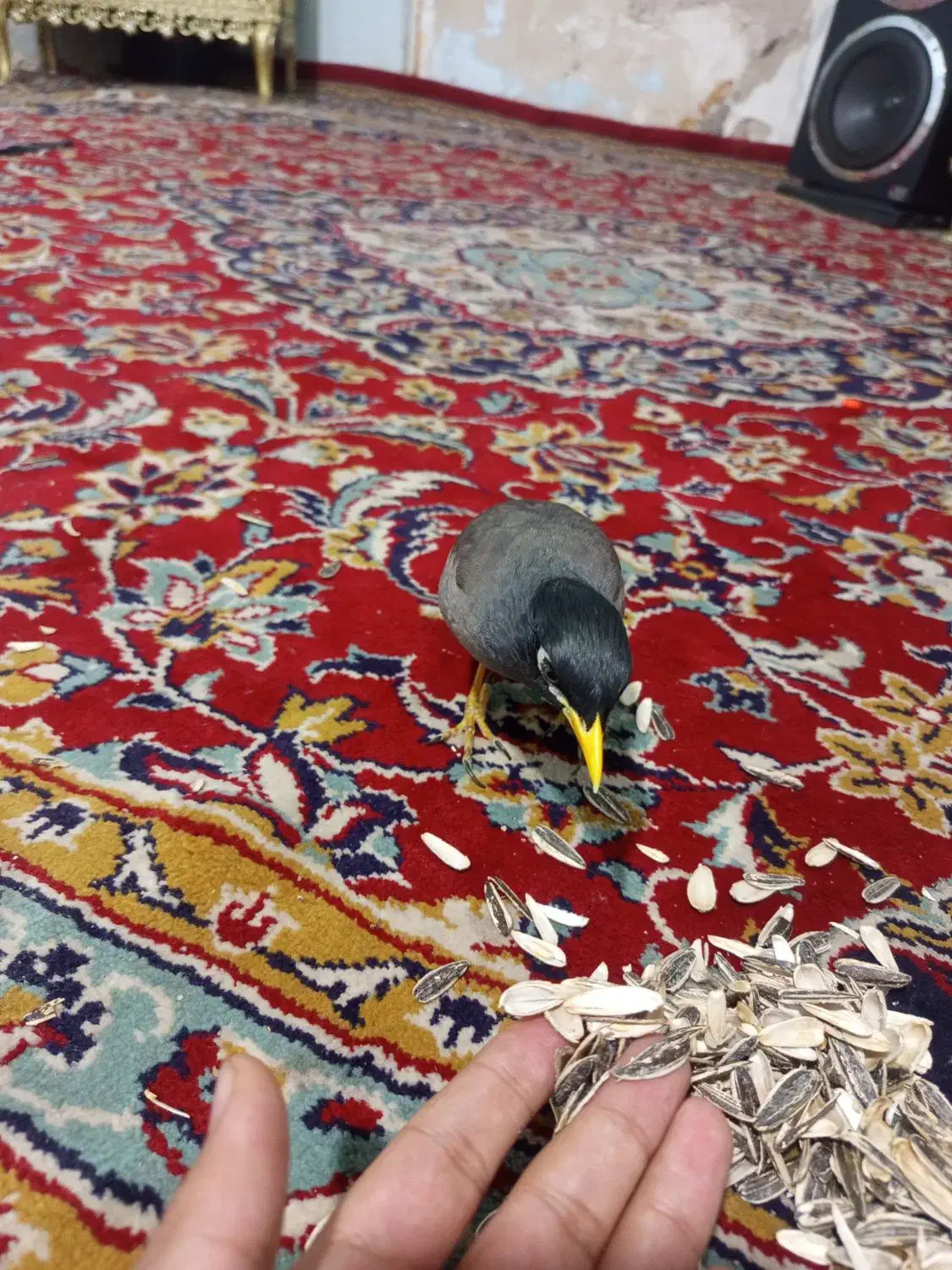 مینا سخنگو|پرنده|تربتحیدریه, حاجی یار|دیوار