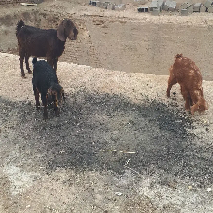 بزدوقلو|حیوانات مزرعه|نیشابور, چمبران|دیوار