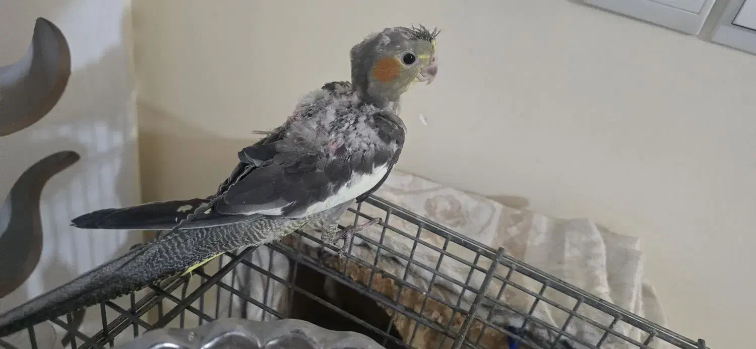 عروس هلندی|پرنده|تهران, افسریه شمالی|دیوار