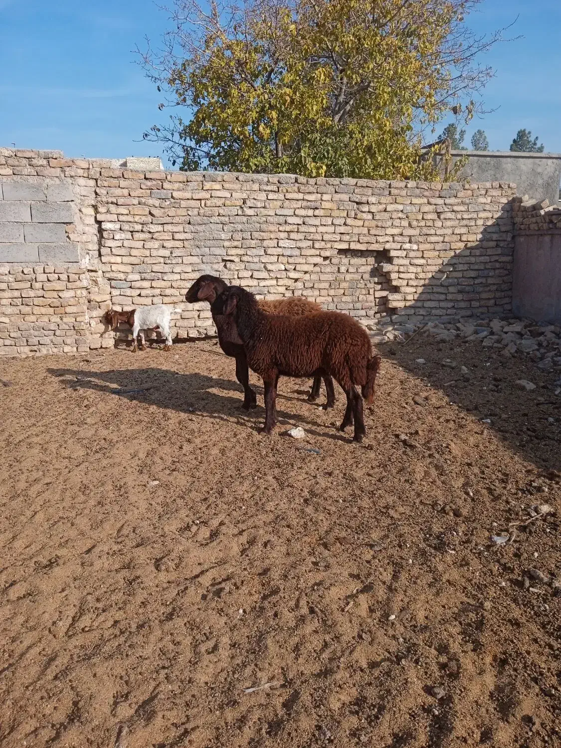 دوعدد کاور دودندون|حیوانات مزرعه|رشتخوار, |دیوار
