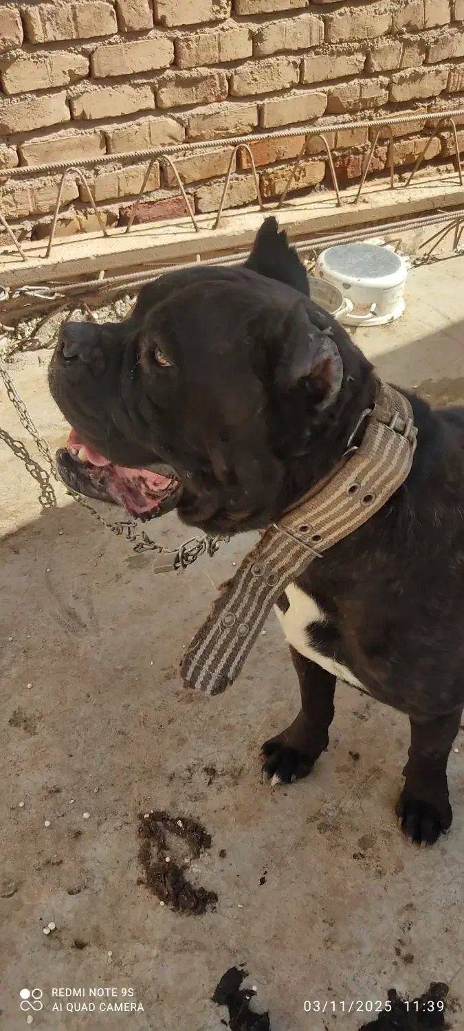 سگهای باهوش|سگ|کرمان, |دیوار