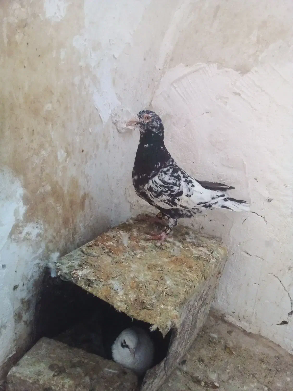 کبوتر فروشی|پرنده|سمنان, |دیوار