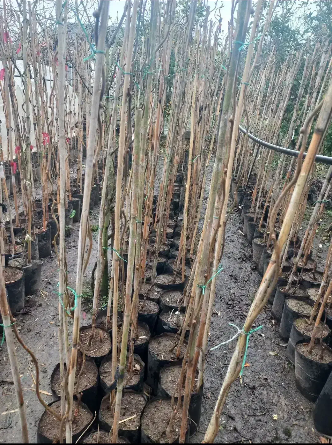 نهال کیوی|گل و گیاه طبیعی|رشت, شهرک قدس|دیوار