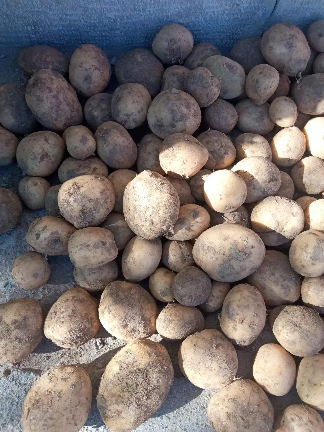 سیب زمینی درجه ۱زرد|خوردنی و آشامیدنی|قوچان, |دیوار