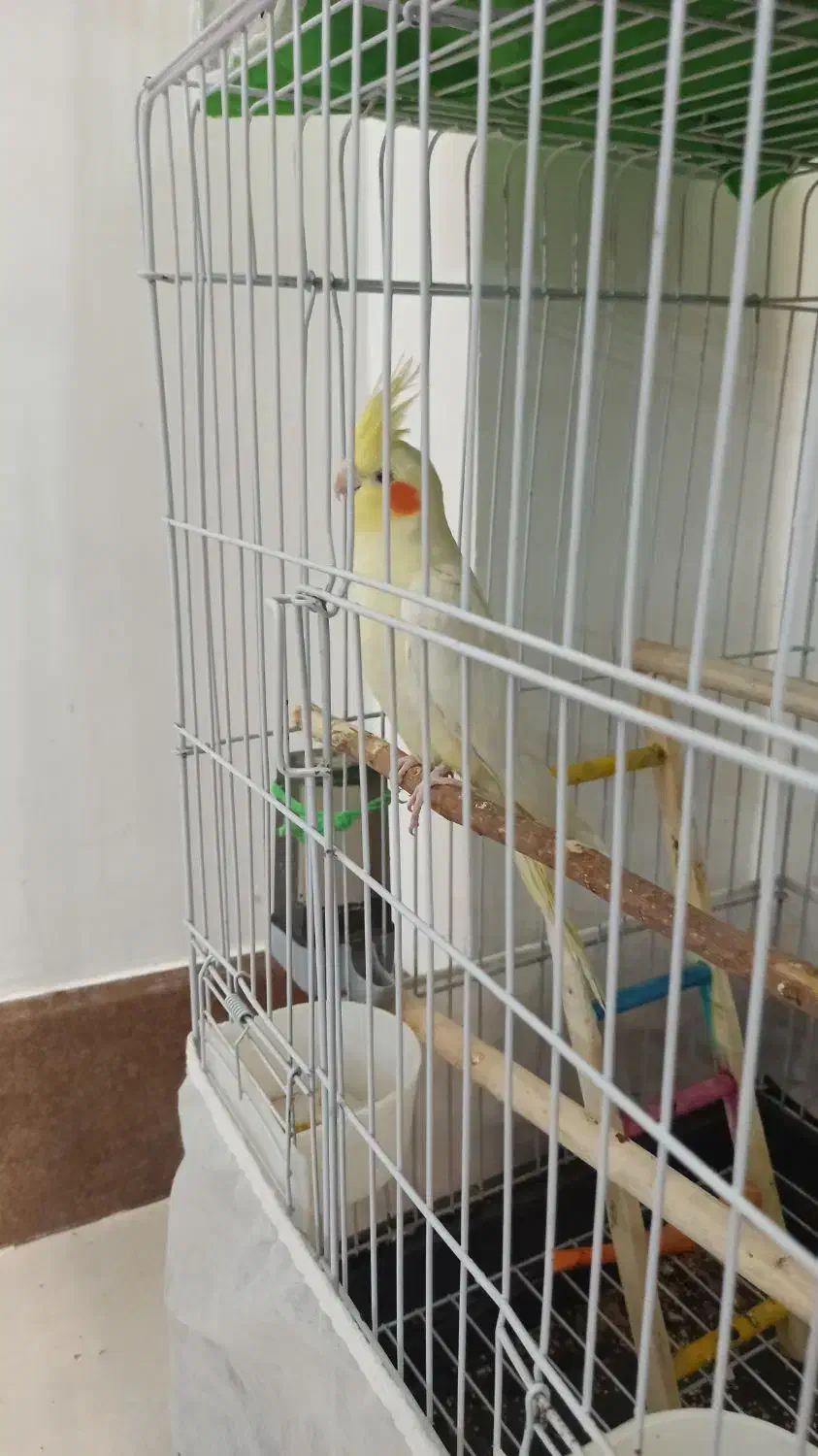 نر و بالغ|پرنده|تربت‌حیدریه, شهرک ولیعصر|دیوار