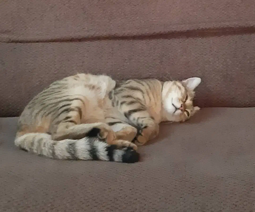 گربه گم شده|گربه|ارومیه, |دیوار