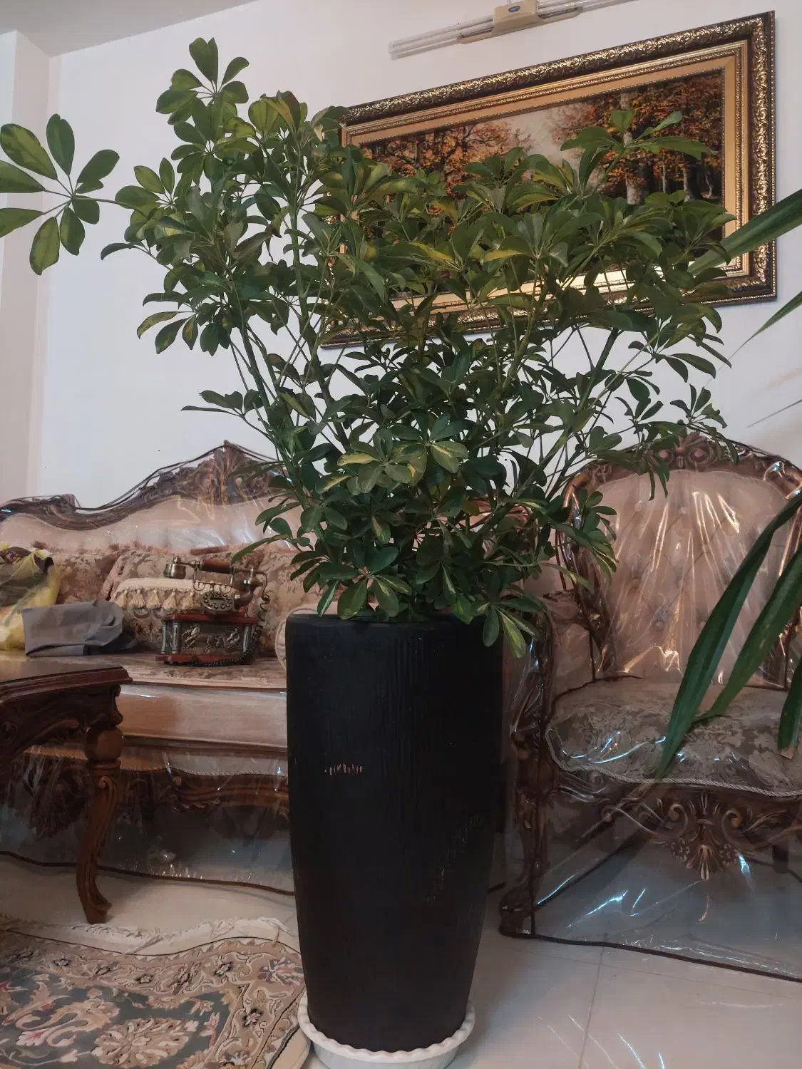 گل شفلرا|گل و گیاه طبیعی|مشهد, امیر|دیوار