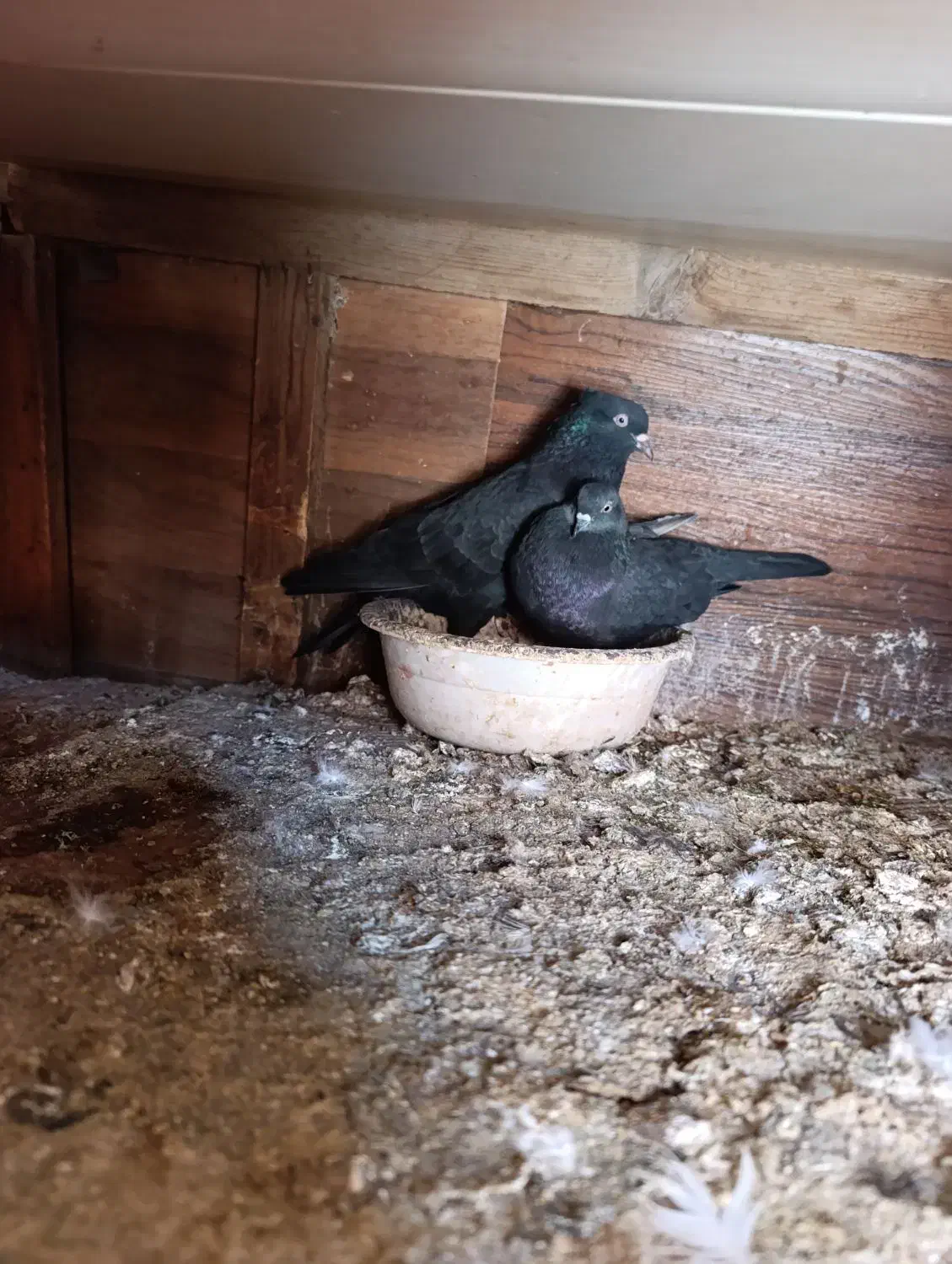 عشق به آسمان|پرنده|مینودشت, |دیوار