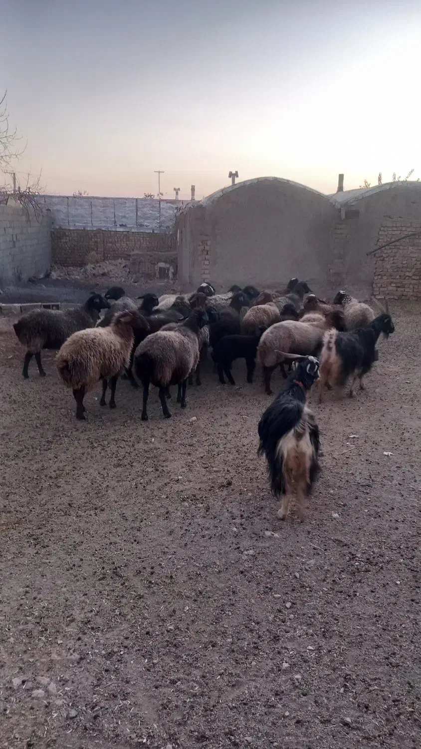 گوسفند برای خانه دار نگه داشتن۲۵ راس|حیوانات مزرعه|شاهنجرین, |دیوار
