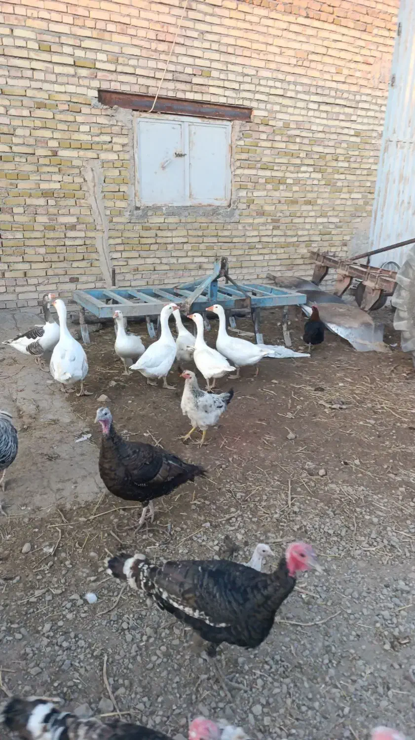 غاز محلی|حیوانات مزرعه|بستان آباد, |دیوار