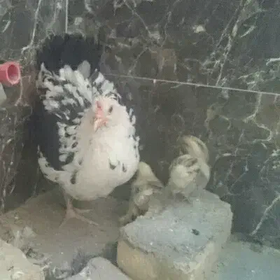 مرغ گلین لری . با جوجه|پرنده|مشهد, کوثر|دیوار