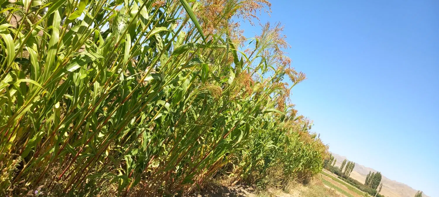 جارو|جاروبرقی، جارو شارژی، بخارشو|فریمان, |دیوار
