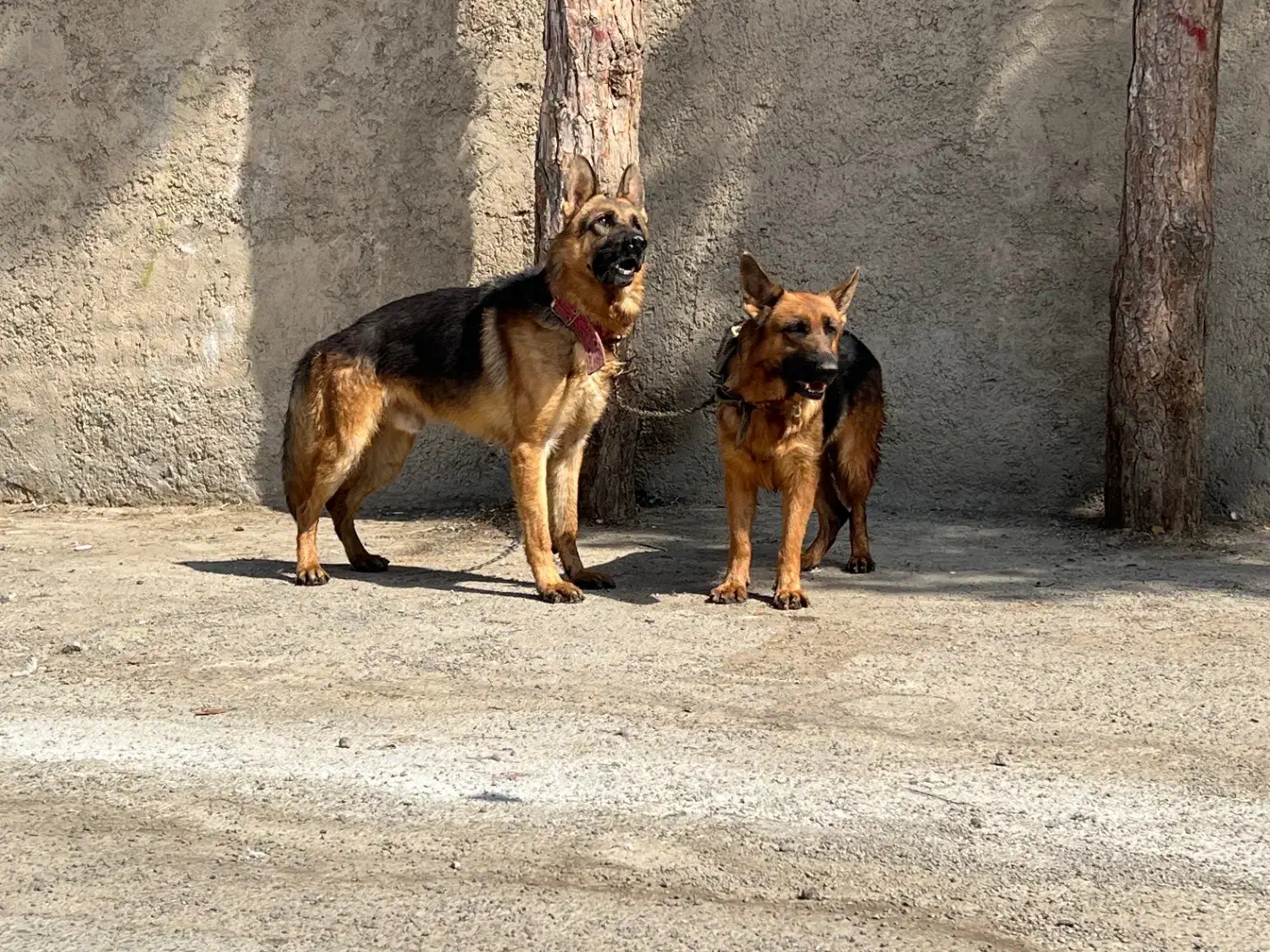 ژرمن کلاسیک شو نگهبان|سگ|شهریار, رامین|دیوار