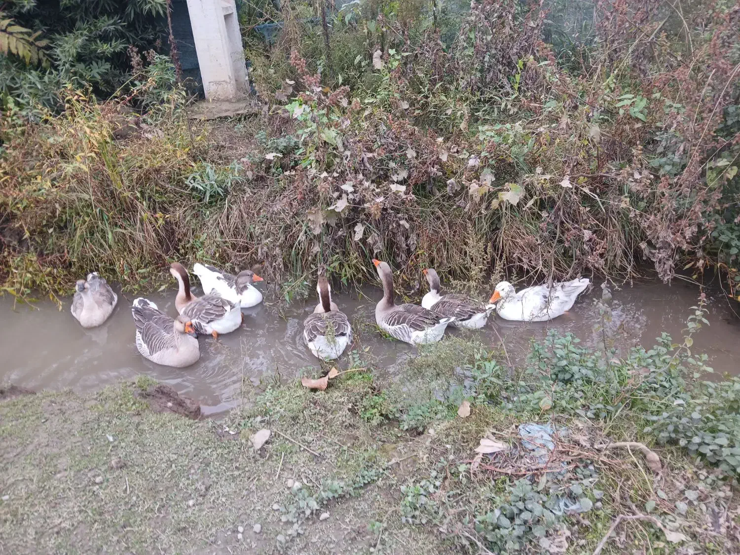 ۷ تا غاز سالم|حیوانات مزرعه|شاندرمن, |دیوار