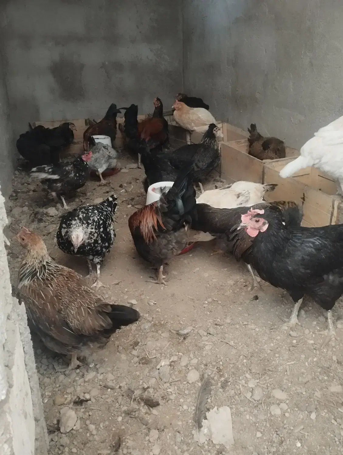 تخم مرغ نطفه دار گلین و خوراکی|حیوانات مزرعه|خرمشهر, |دیوار