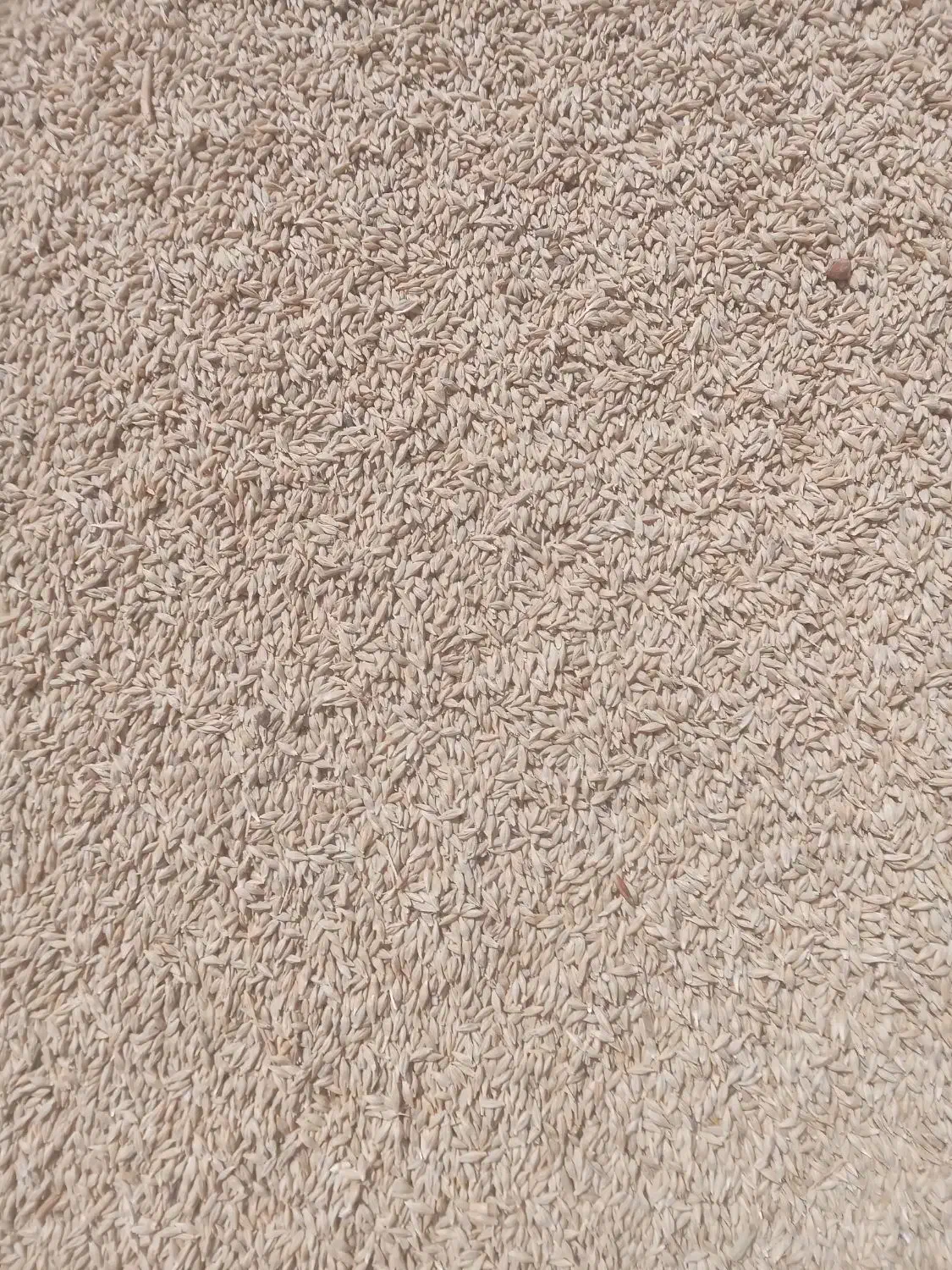 فروش جو|لوازم جانبی حیوانات|گلپایگان, |دیوار