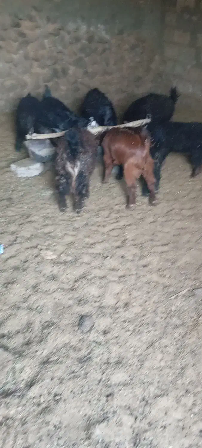 فروش بزغاله پاکستانی ومحلی|حیوانات مزرعه|بیرجند, |دیوار