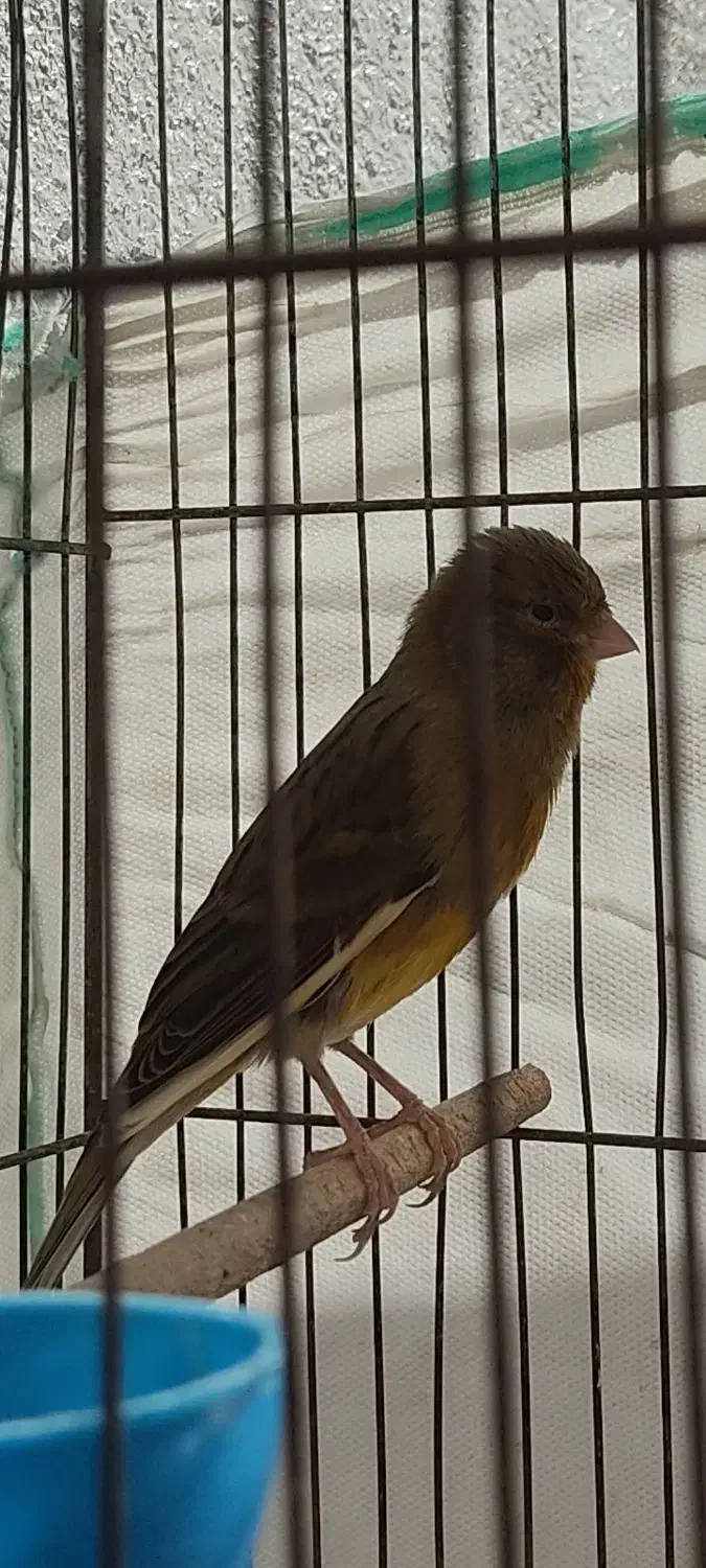 قناری|پرنده|شیراز, دینکان|دیوار