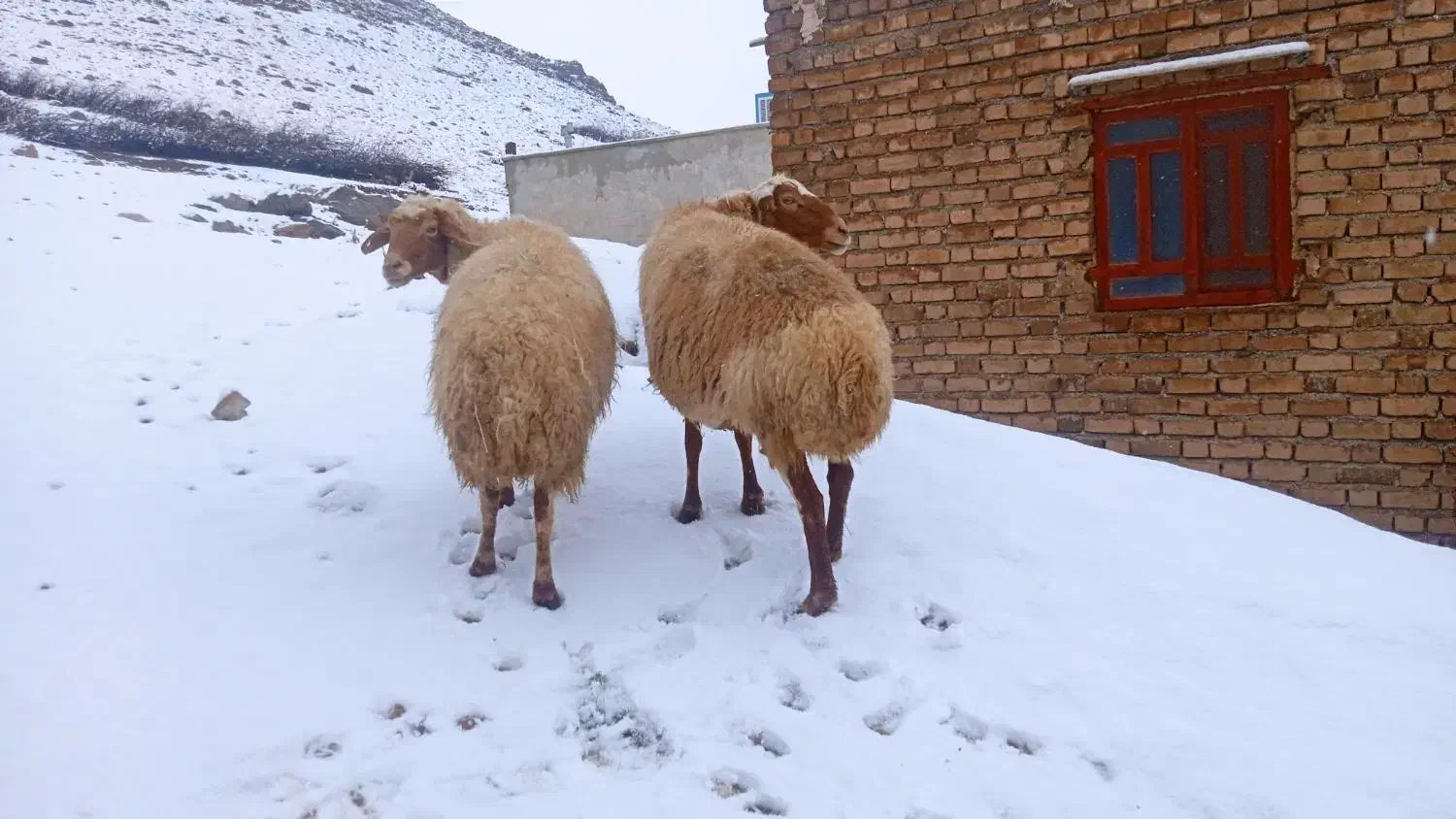 میش|حیوانات مزرعه|خرمآباد, |دیوار