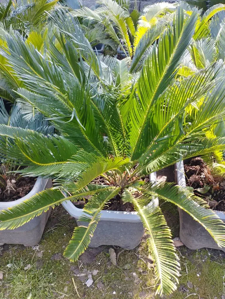 فروش گیاه سیکاس|خدمات باغبانی و درختکاری|اصفهان, بهارستان|دیوار