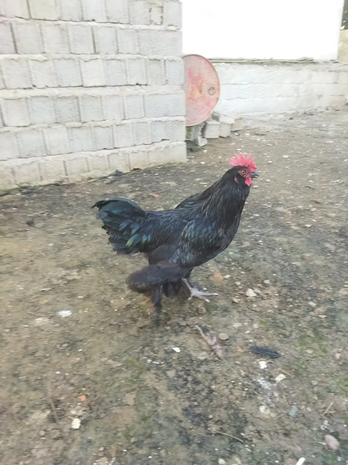 خروس مرندی|حیوانات مزرعه|شیرگاه, |دیوار