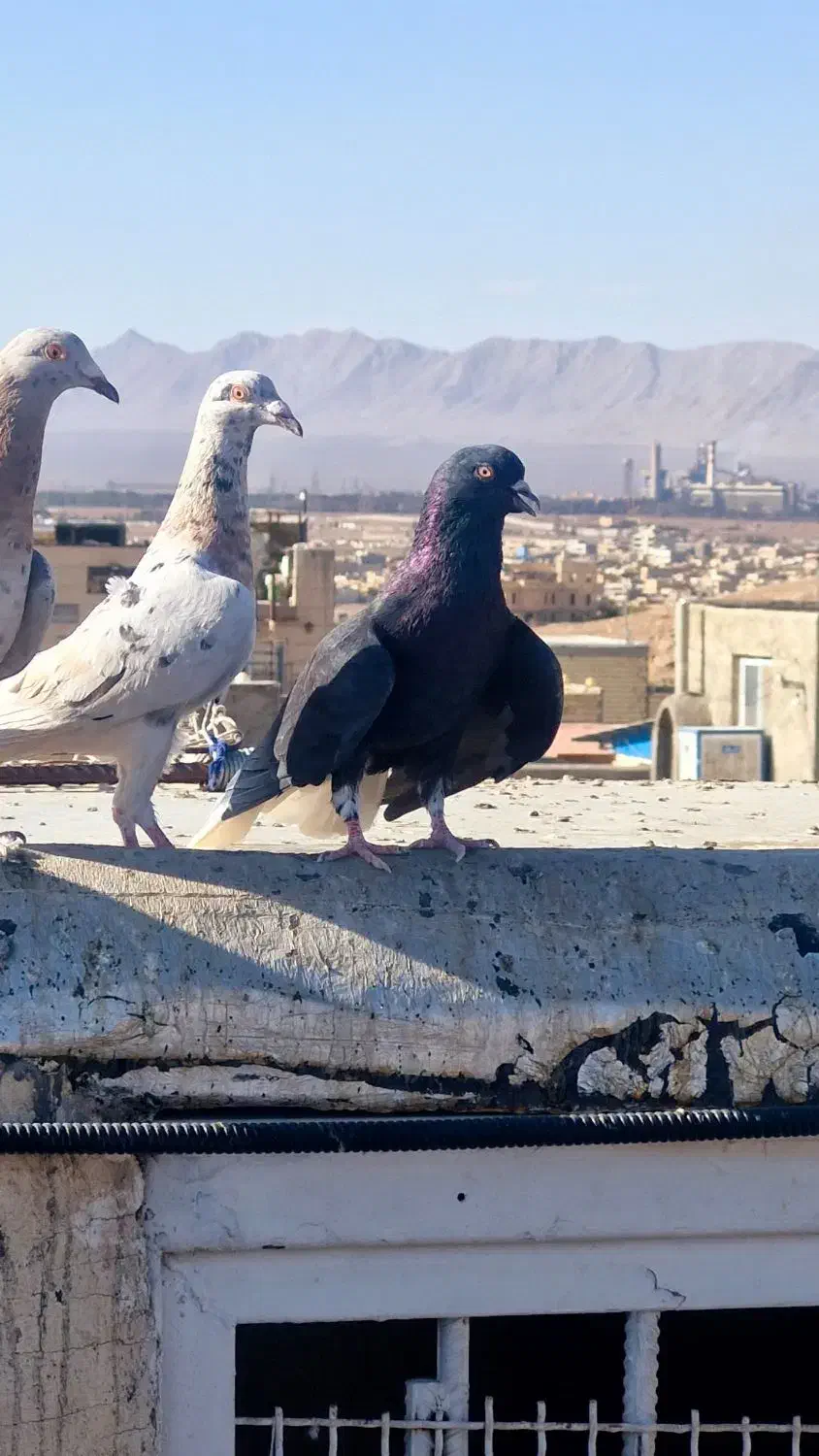 کبوتر سرور دورگ. کله سفید. خوشرنگ. چپ خوشرنگ هوایی|پرنده|لنجان, |دیوار