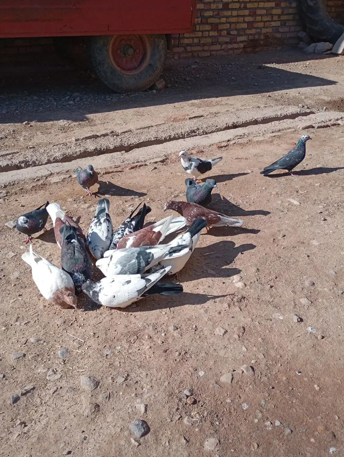 کبوترای بسیار سالم|پرنده|افشار, |دیوار