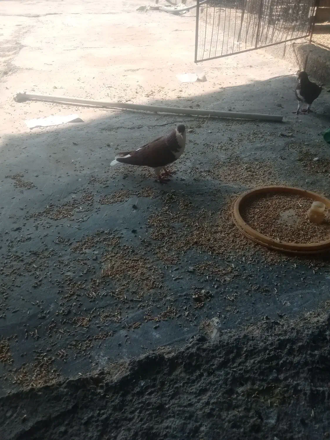 20تا کبوترشهری خوشرنگ|پرنده|برازجان, |دیوار