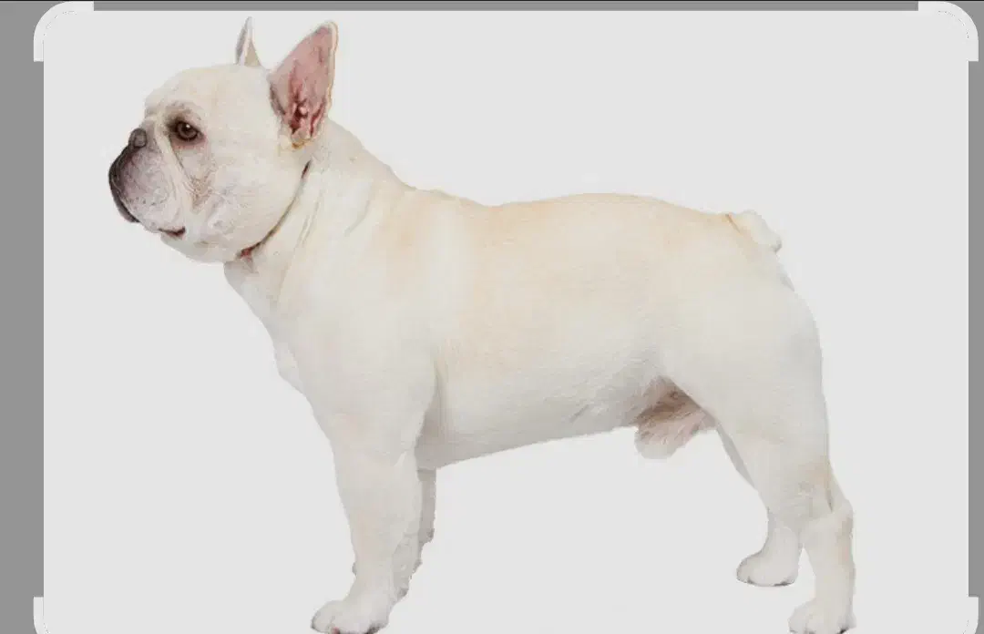 فرنچ بولداگ نر پلاتینیوم|سگ|شفت, |دیوار