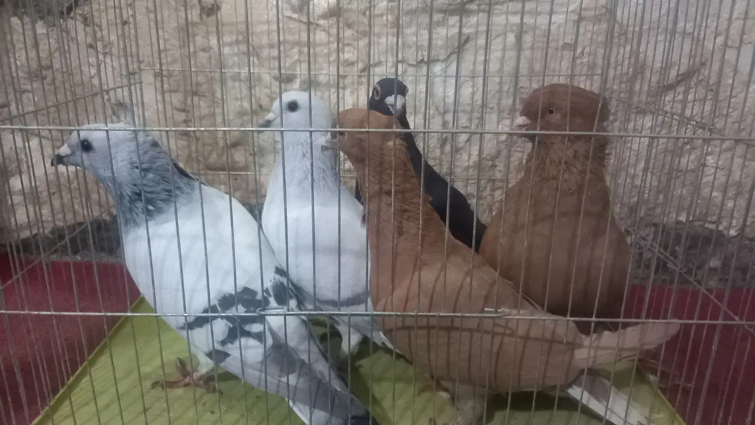 فروش کبوتر زرددم سفید|پرنده|زرند, |دیوار