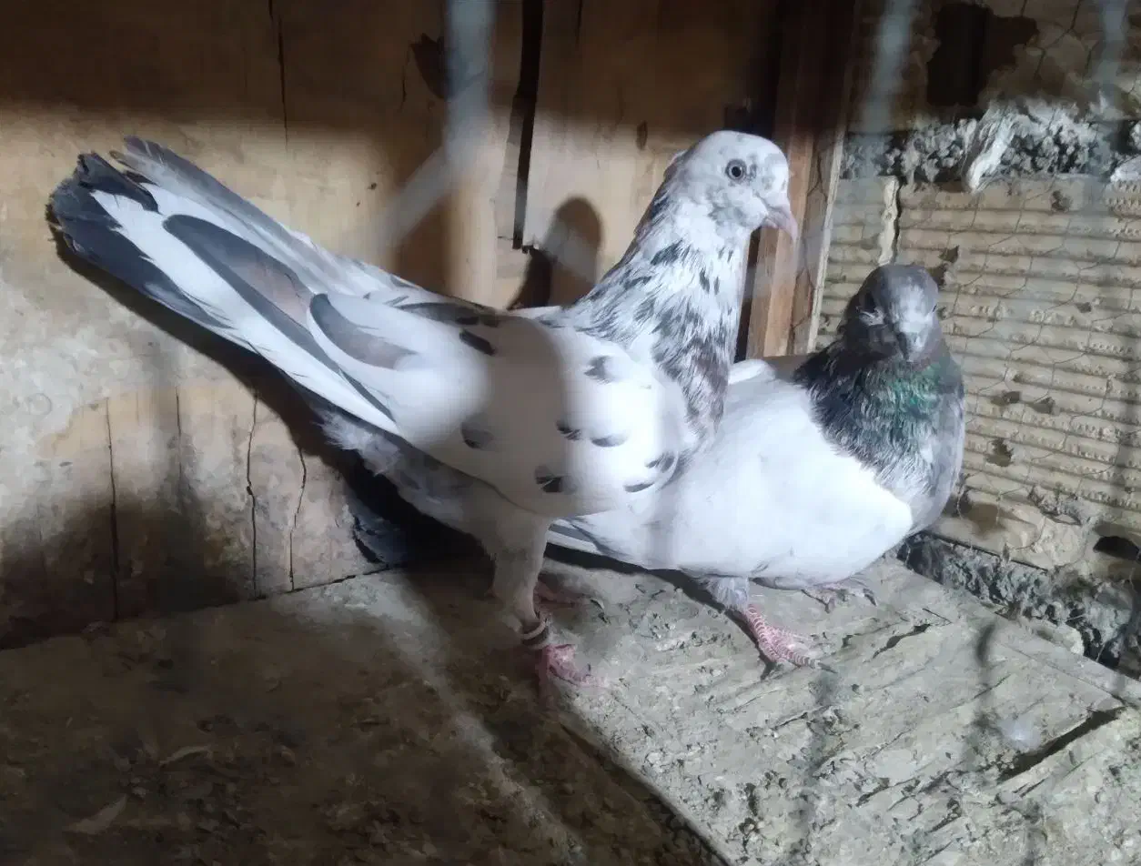 کفتر پرشی همه غریب گیری بلندی|پرنده|رباط‌کریم, شترخوار|دیوار