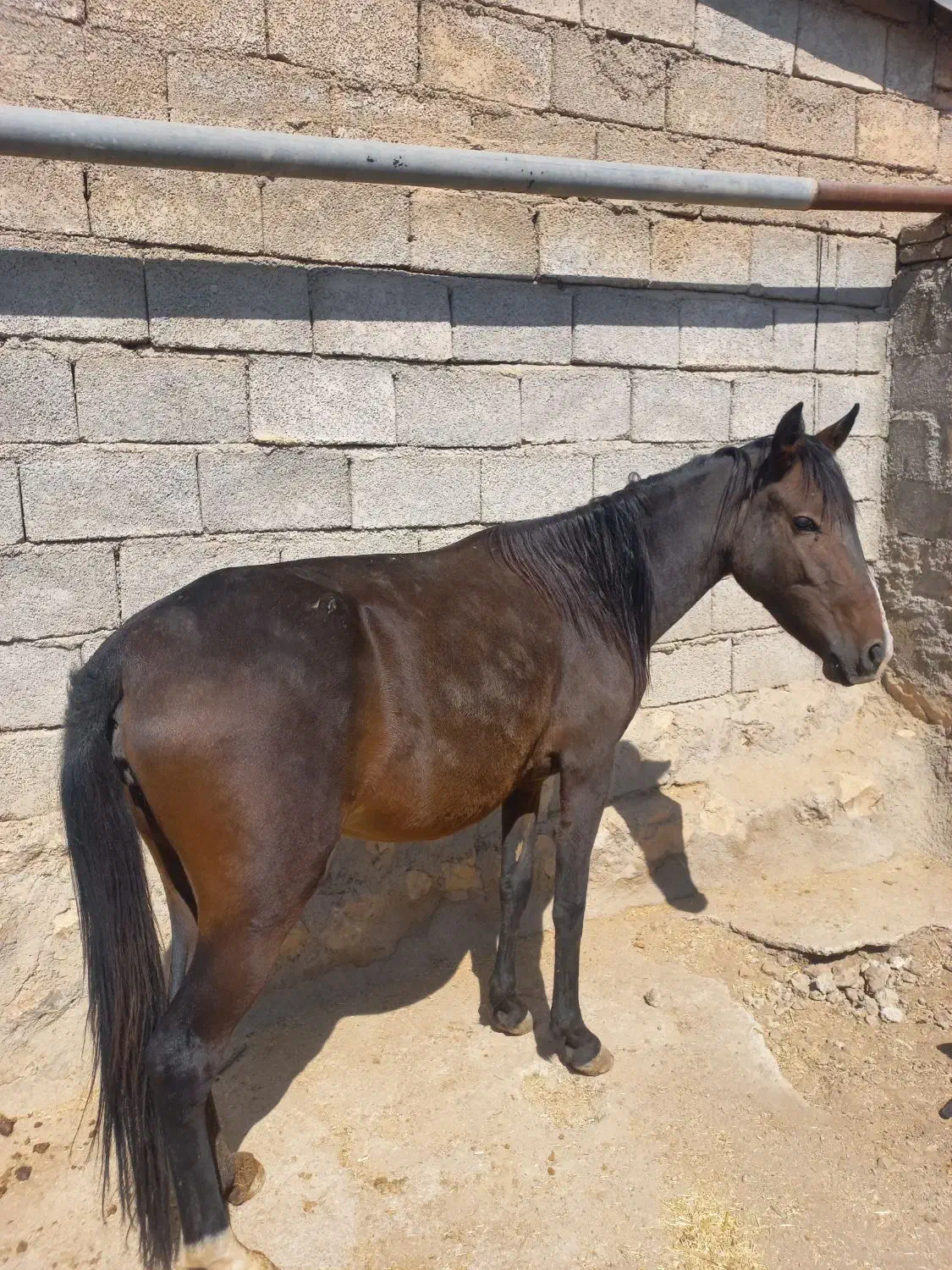 دو عدد گوساله|حیوانات مزرعه|ایذه, |دیوار