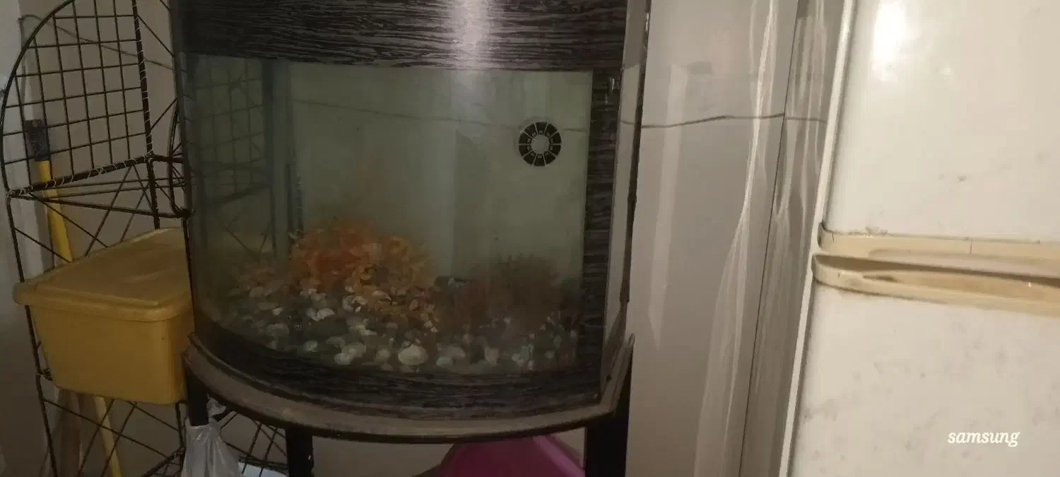 آکواریوم شیشه خم (محدب ) همراه با پایه فلزی|ماهی|تهران, افسریه شمالی|دیوار