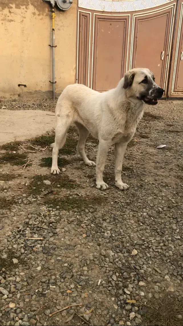 توله سگ ماده دورگه سرابی-پژدر|سگ|پیرانشهر, |دیوار