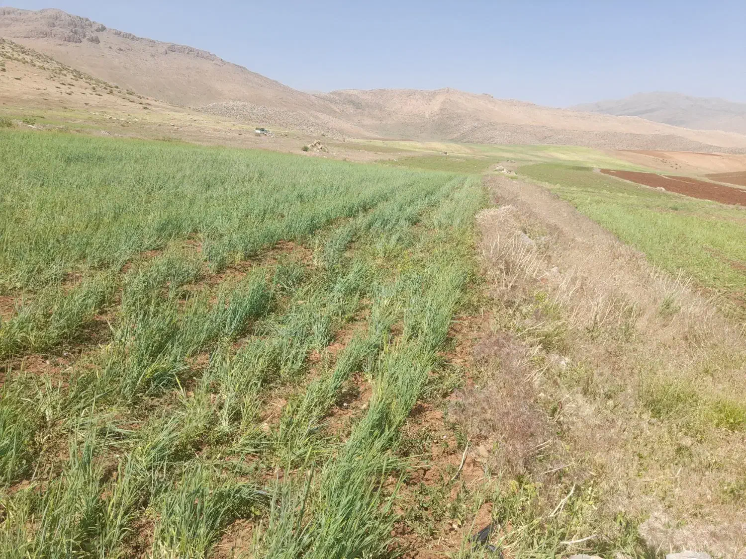 زمین کشاورزی آبی بارانی کوهرنگ|فروش زمین و ملک کلنگی|کوهرنگ, |دیوار