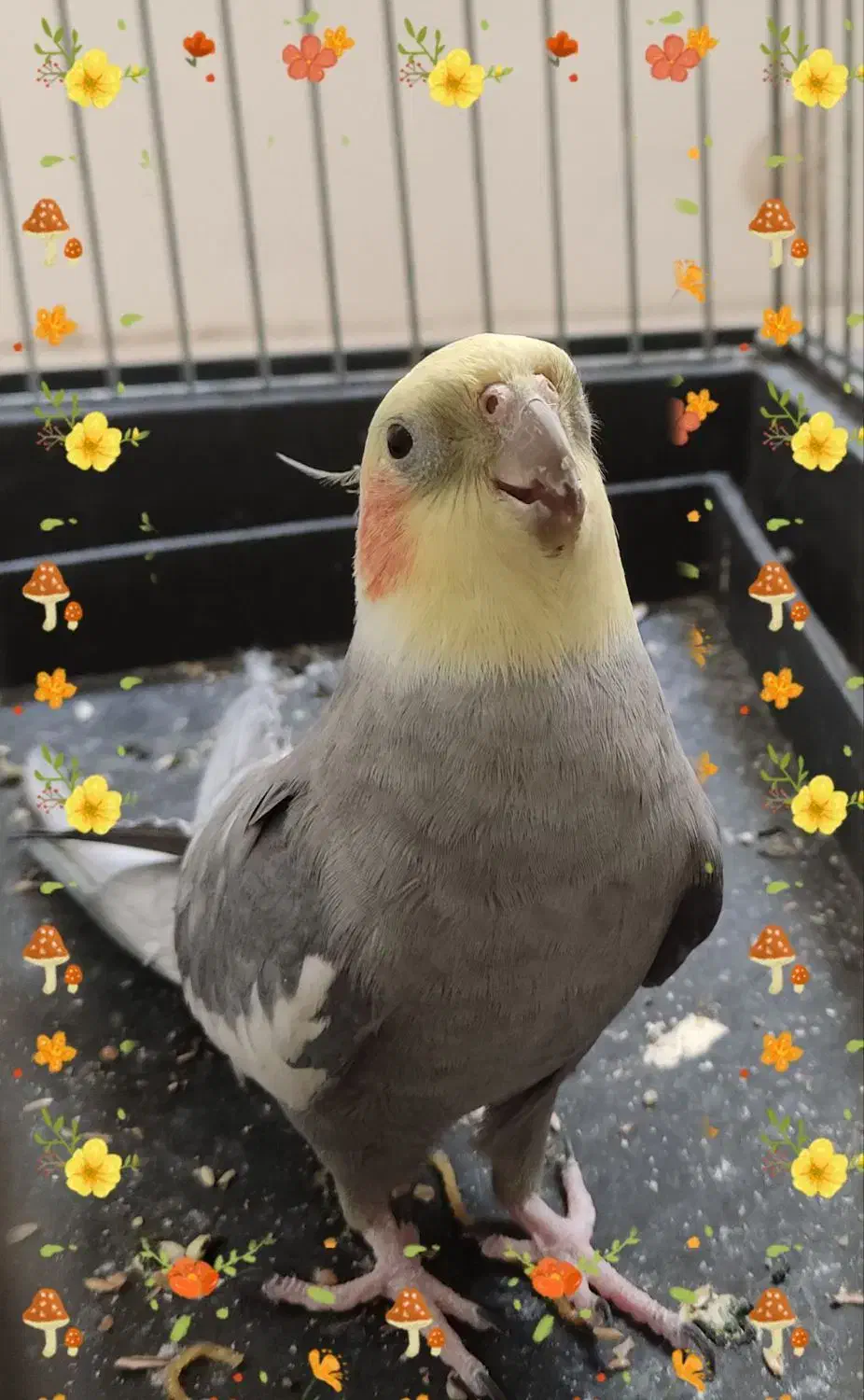 عروس هلندی|پرنده|نسیمشهر, |دیوار