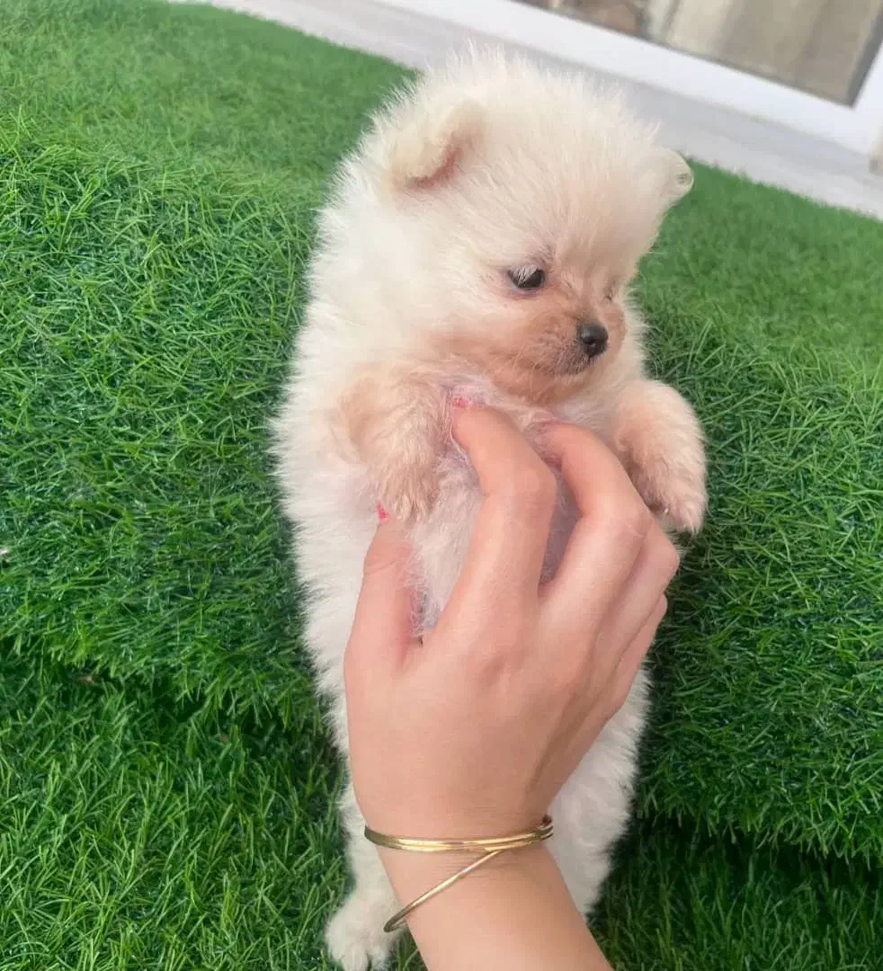 توله پامرین اصیل وارداتی|سگ|قرچک, مهدیه|دیوار