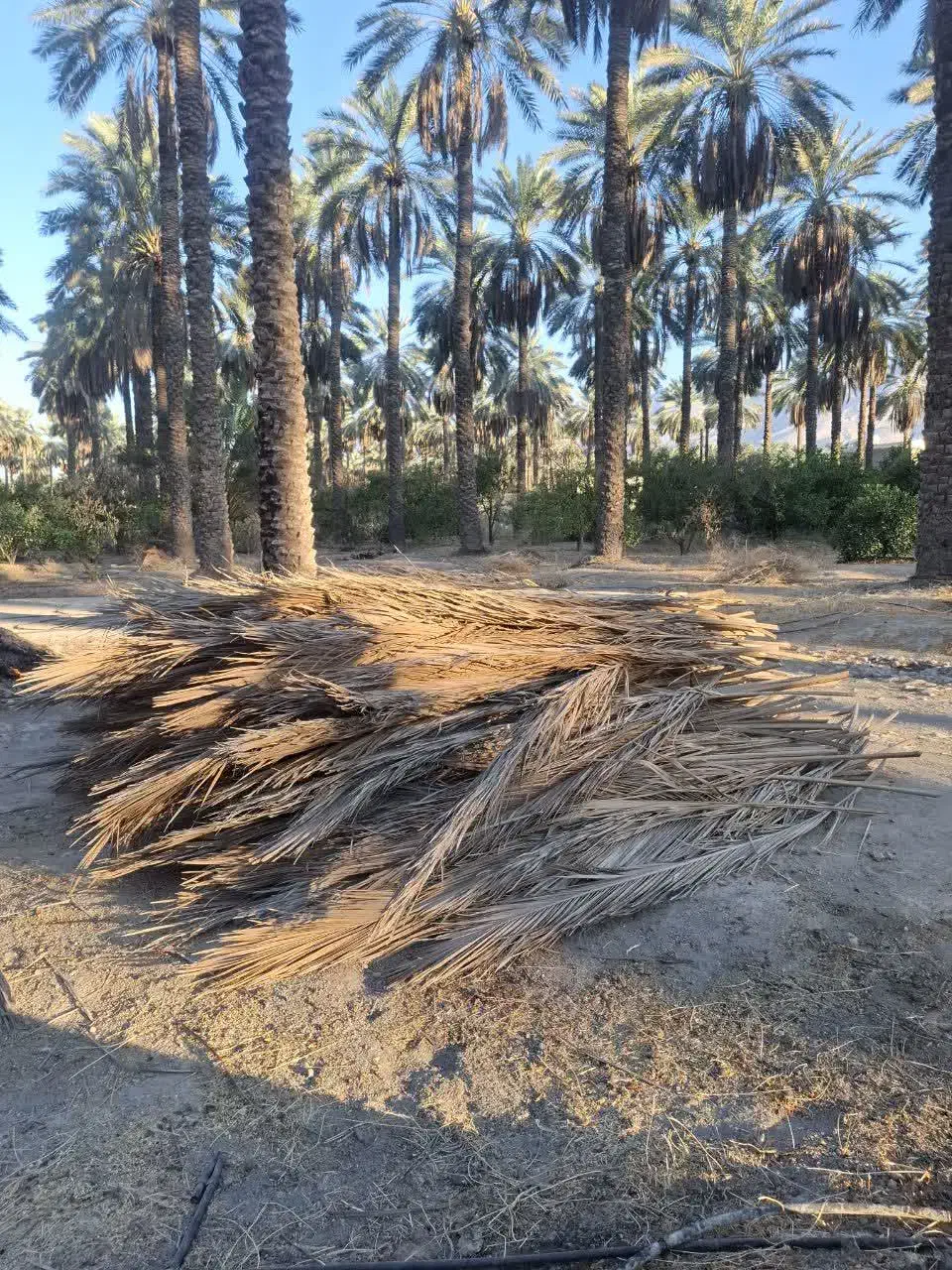 پیش نخل|گل و گیاه طبیعی|جهرم, |دیوار